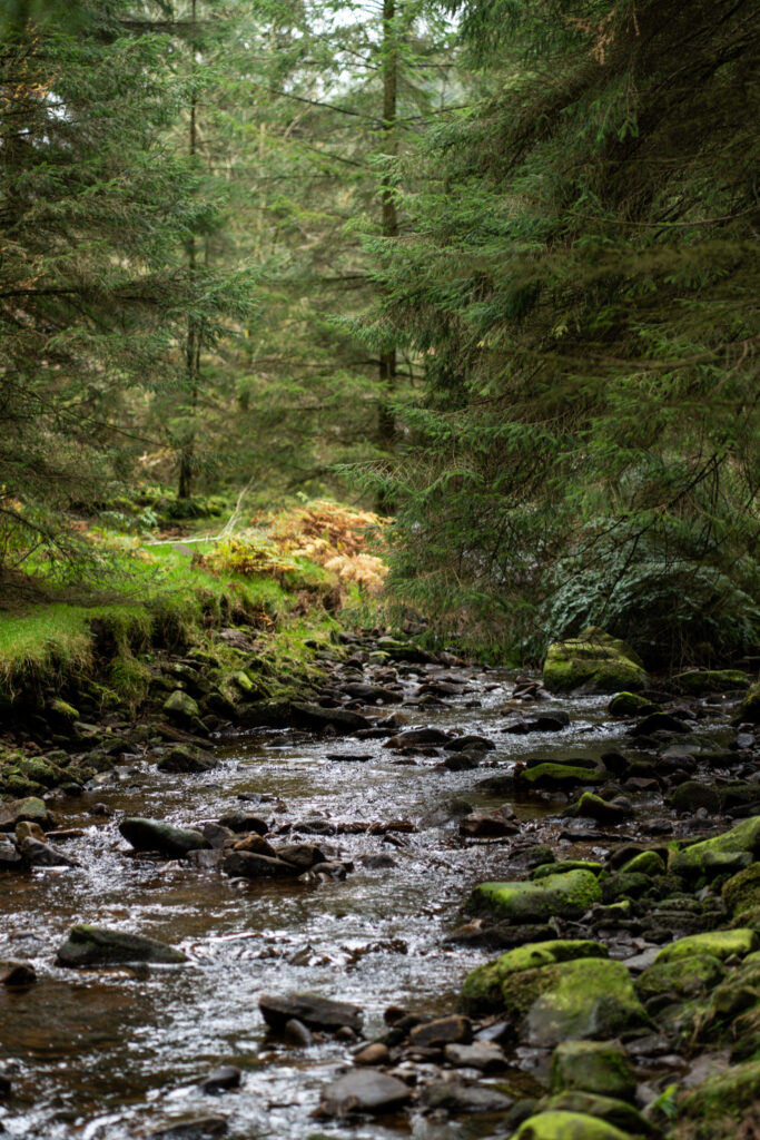 Autumn colour in Snake Woodland beside Lady Clough, Peak District