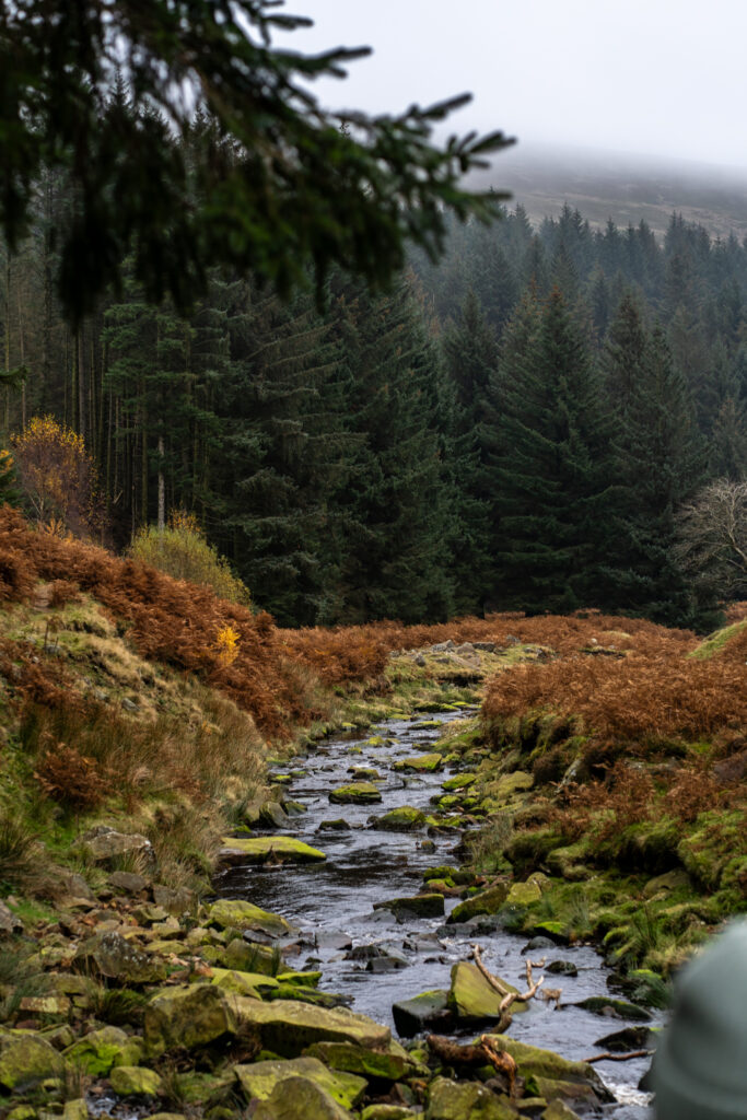 Autumn colour in Snake Woodland beside Lady Clough, Peak District
