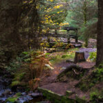 Autumn colour in Snake Woodland beside Lady Clough, Peak District