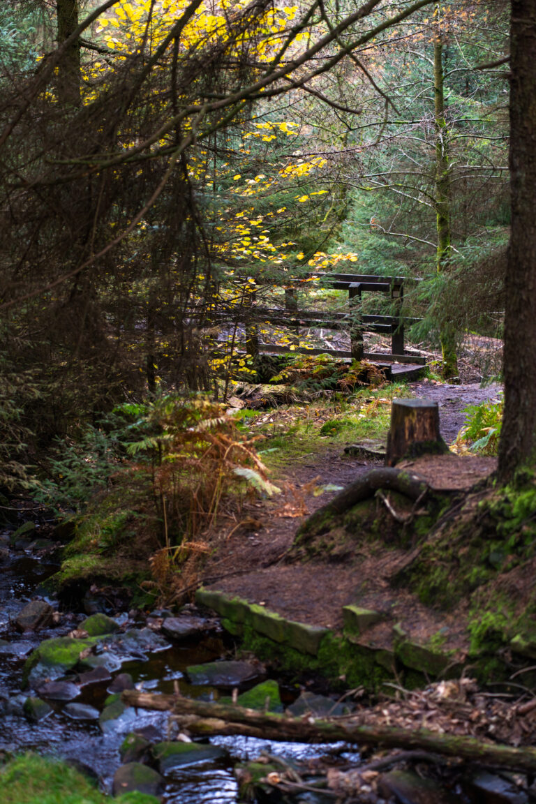 Autumn colour in Snake Woodland beside Lady Clough, Peak District