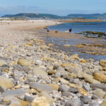 A photo of Amonite pavement in Lyme Regis, showing all the fossils