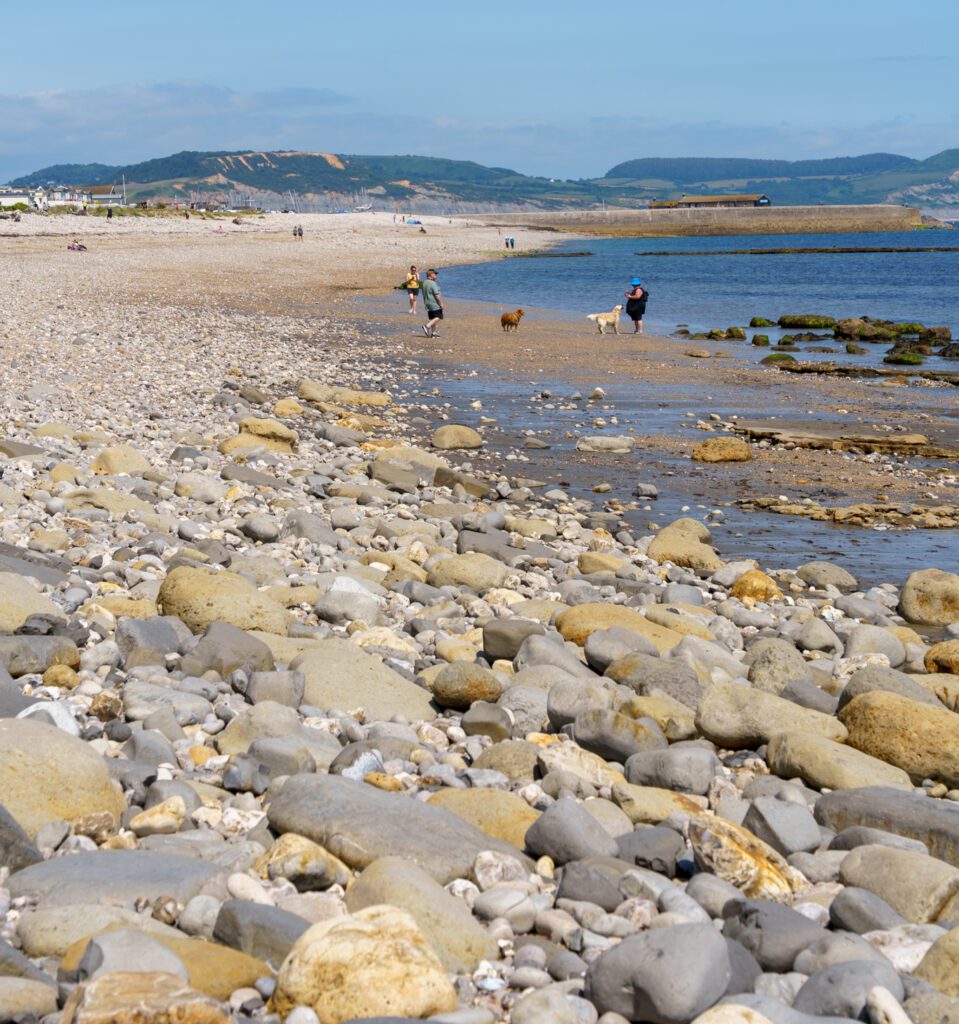 A photo of Amonite pavement in Lyme Regis, showing all the fossils
