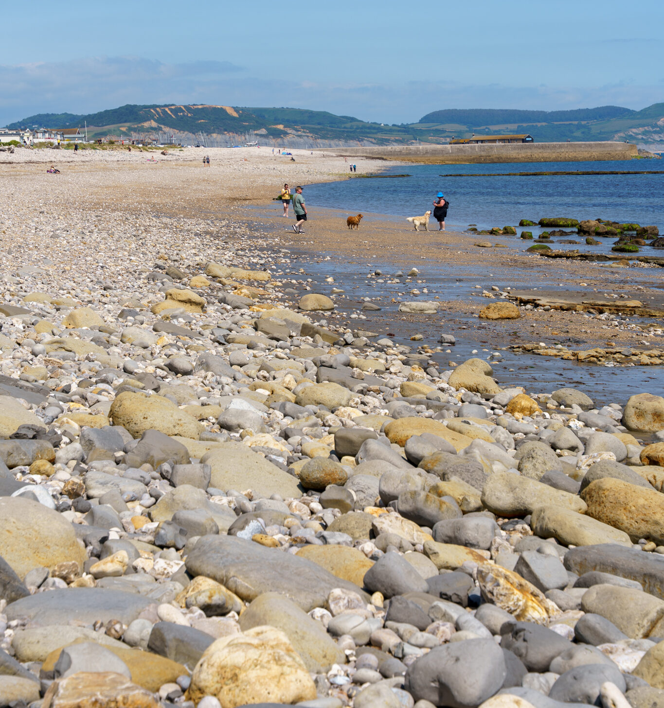 A photo of Amonite pavement in Lyme Regis, showing all the fossils