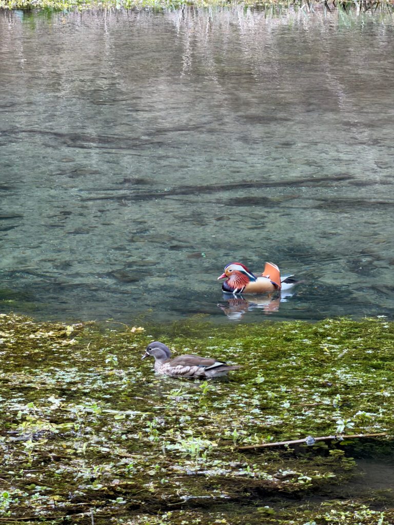 A pair of Mandarin ducks on the crystal clear River Bradford