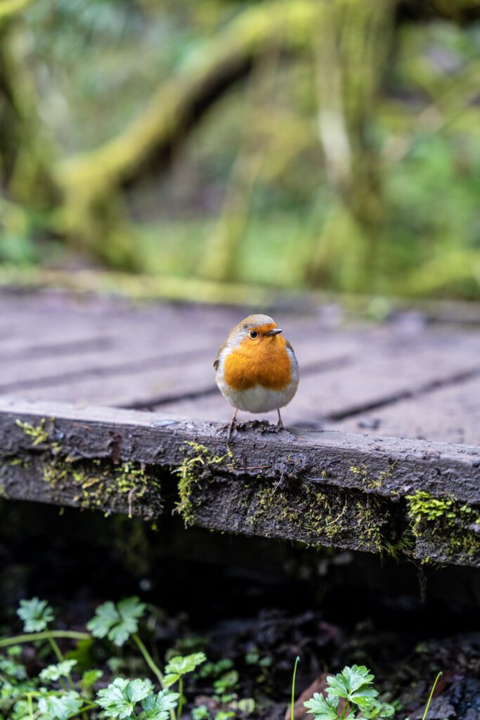 friendly robin on a mossy boardwalk