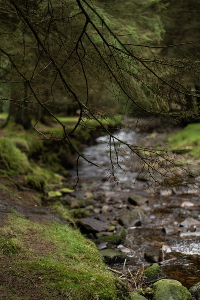 Stream flowing through moody woodland with bare tree branches hanging in the foreground