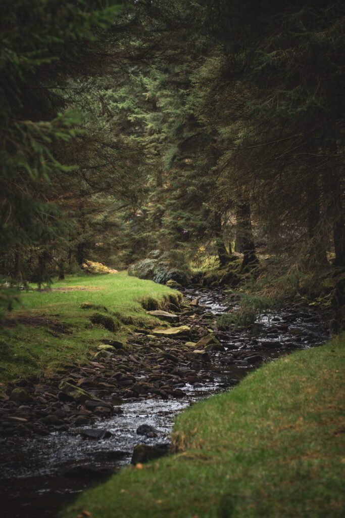 Woodland with stream running through it, green riverside, bare trees