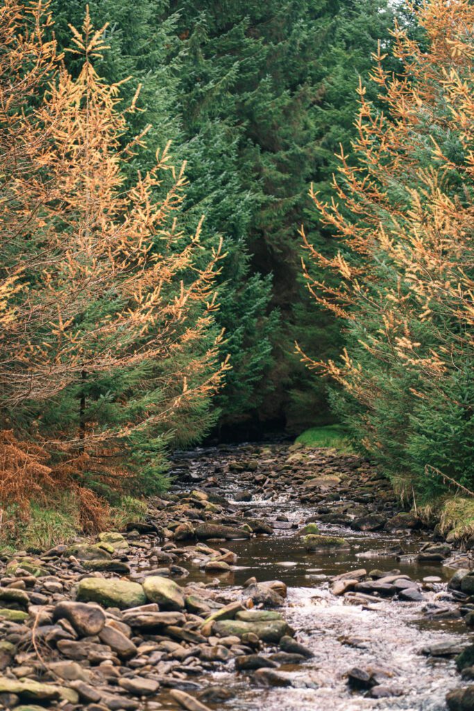 Woodland with a stream running through it, orange leaves on the front trees, green on the trees at the back