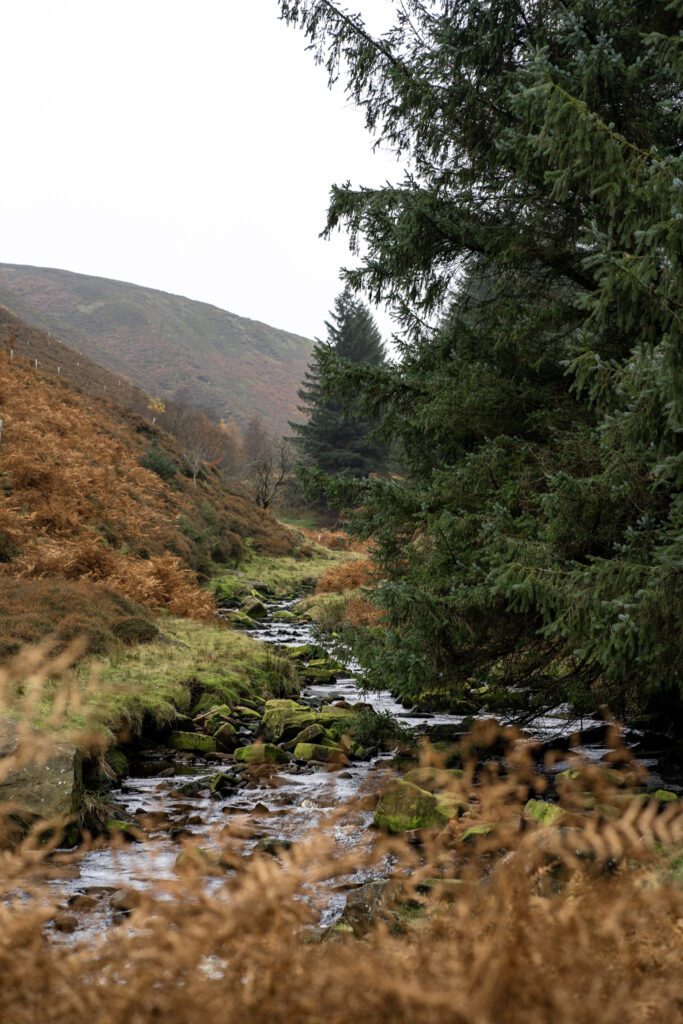 Stream running through valley, views of misty hills in the distance, large pine trees to the right