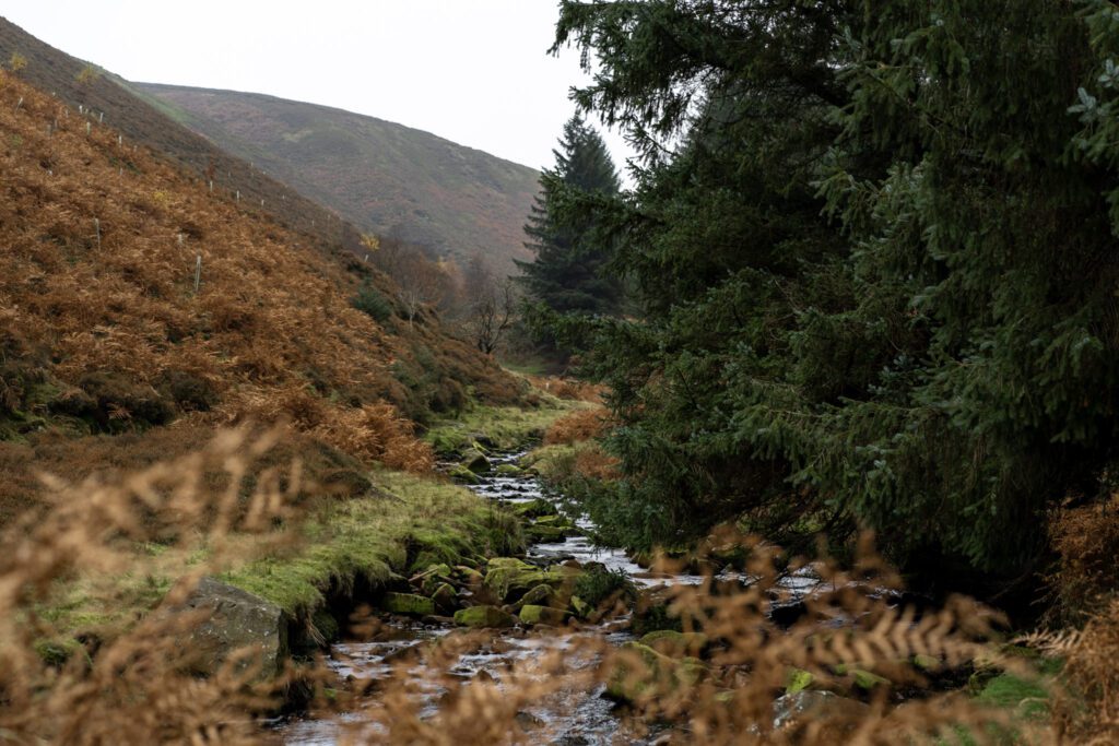 View up through the valley, young trees planted on hillside, stream in the valley bottom and pine trees to the right