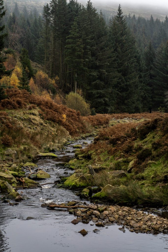 Mist on the hills above a stream running through a valley looking towards pine trees, brown foliage around