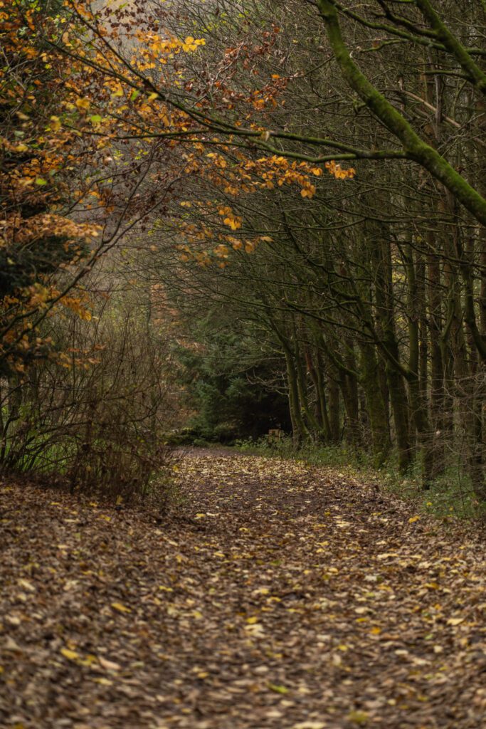 woodland path in autumn, moody with fallen leaves