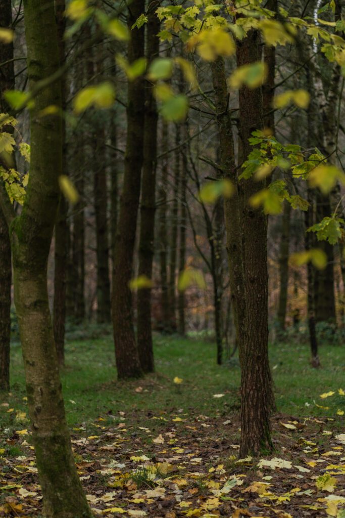 woodland in autumn with fallen leaves on the ground