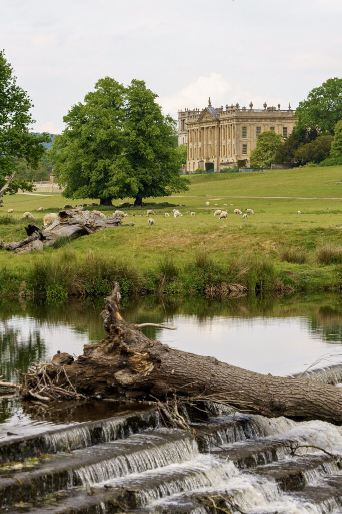 Chatsworth House from the weir, sheep grazing out front and a fallen tree in the river
