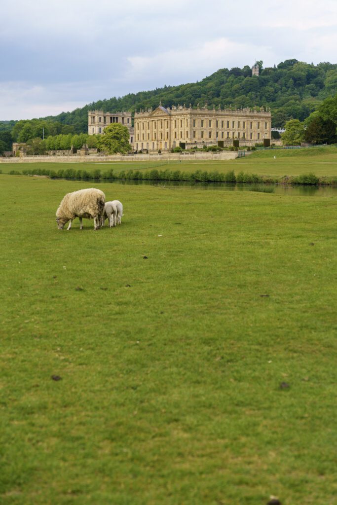 Chatsworth House with sheep grazing on the grounds