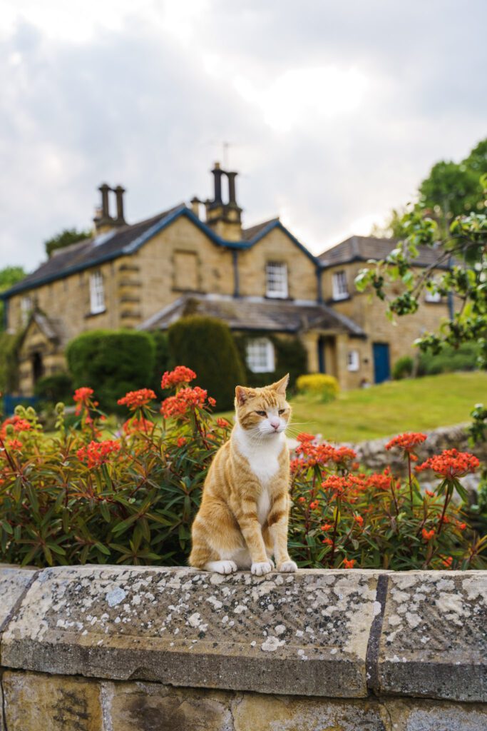 Ginger cat on a wall in Edensor village with pretty stone houses behind