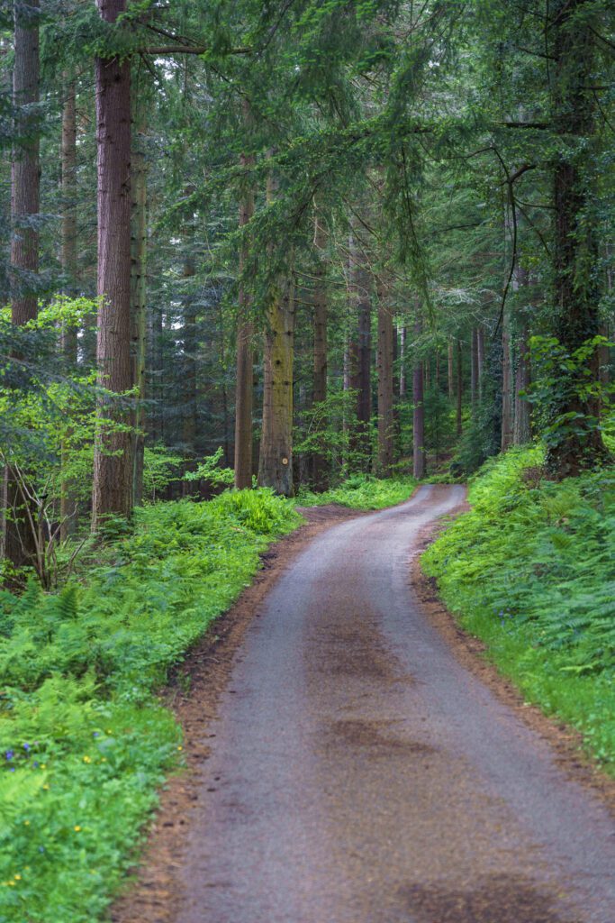 Country lane winding through green woodland and tall pine trees