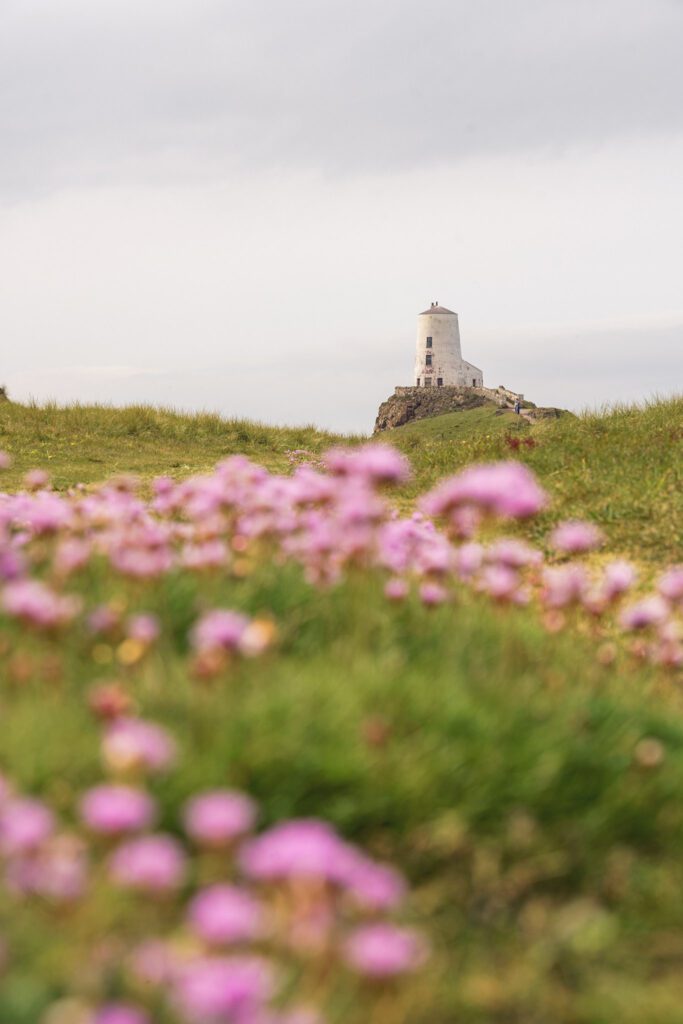 lighthouse in the distance with pink flowers in the foreground