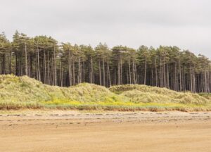 Llanddwyn Island & Newborough Forest Walk, Anglesey, North Wales