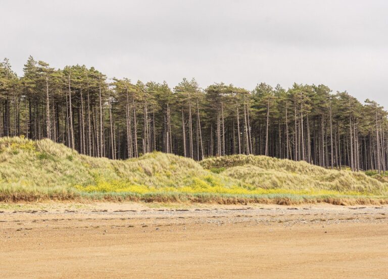 Llanddwyn Island & Newborough Forest Walk, Anglesey, North Wales
