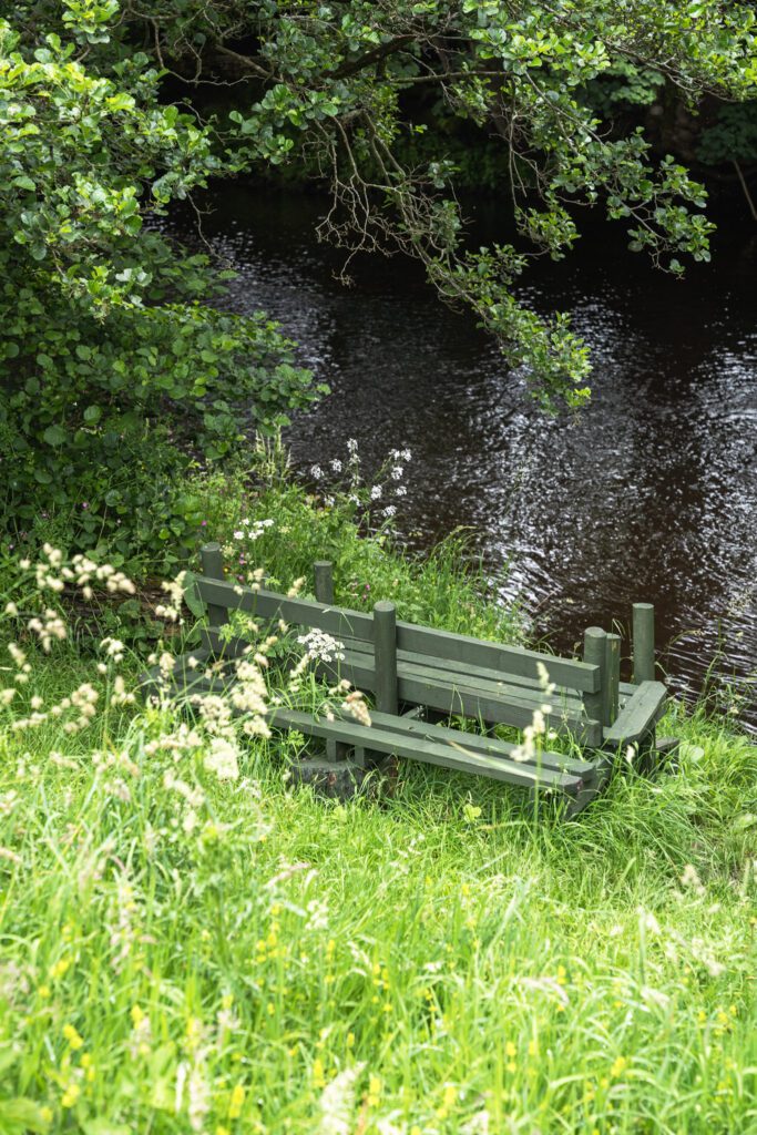 Bench overlooking the river, wild grasses in the foreground and overhanging tree
