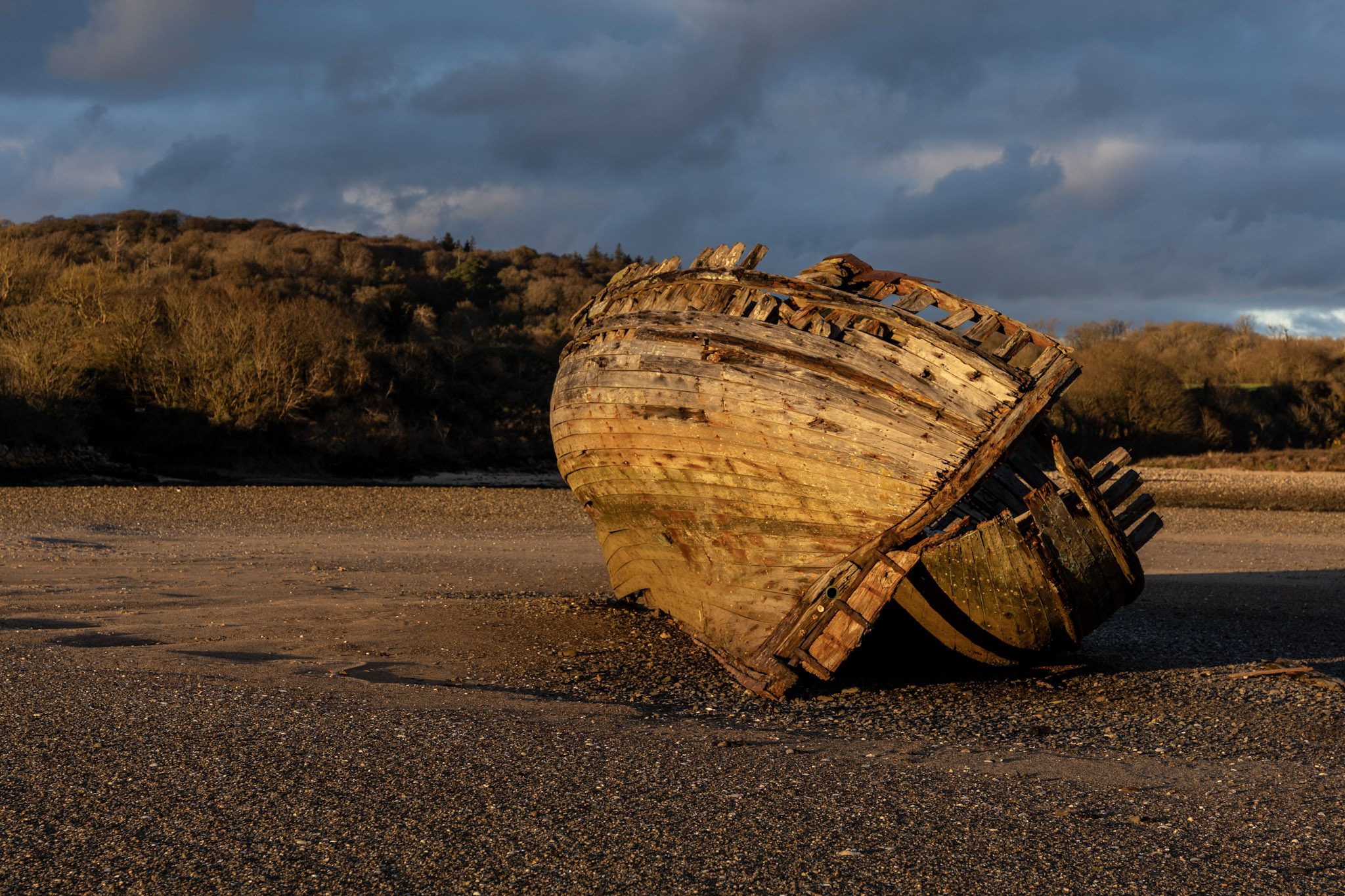Shipwreck Walk, Manx Rose On Dulas Bay Anglesey, North Wales