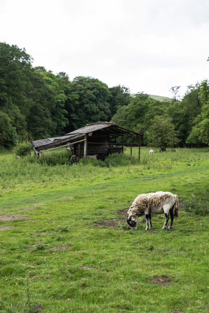 Sheep with scruffy coat in front of derelict barn on meadow grass