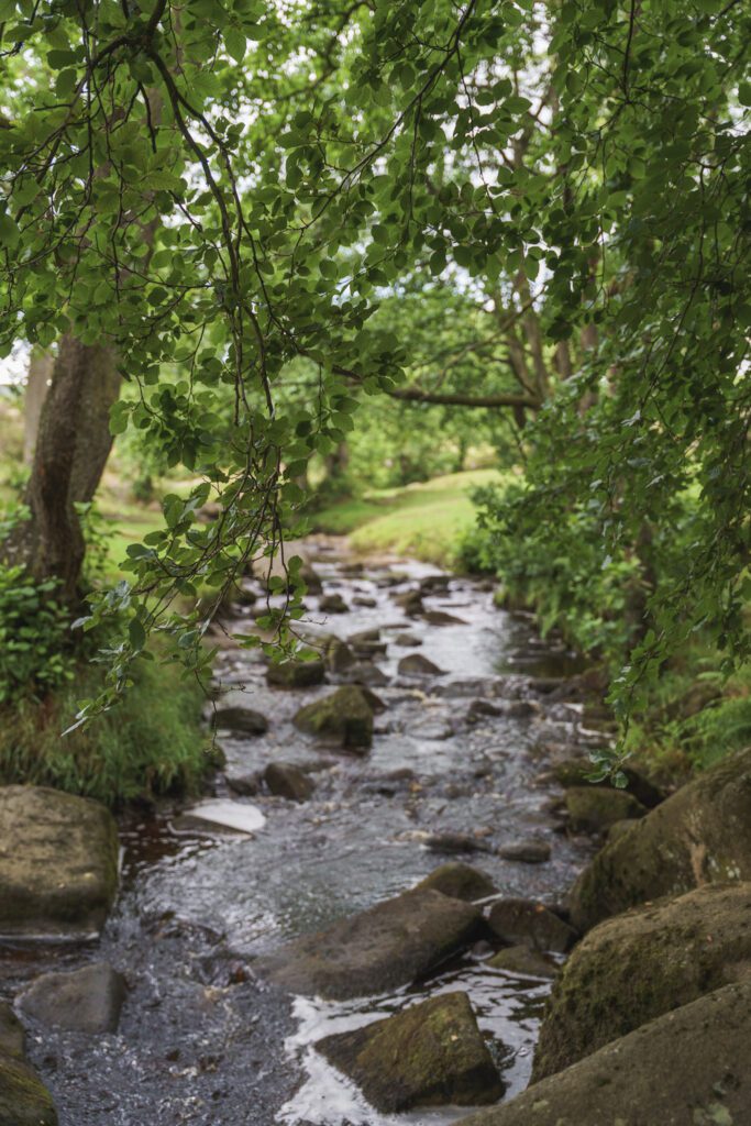 stream flowing through the valley over rocks and beneath lush green trees