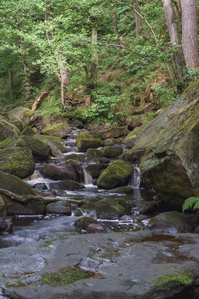 small waterfall in the stream flowing over rocks and through the lush green gorge