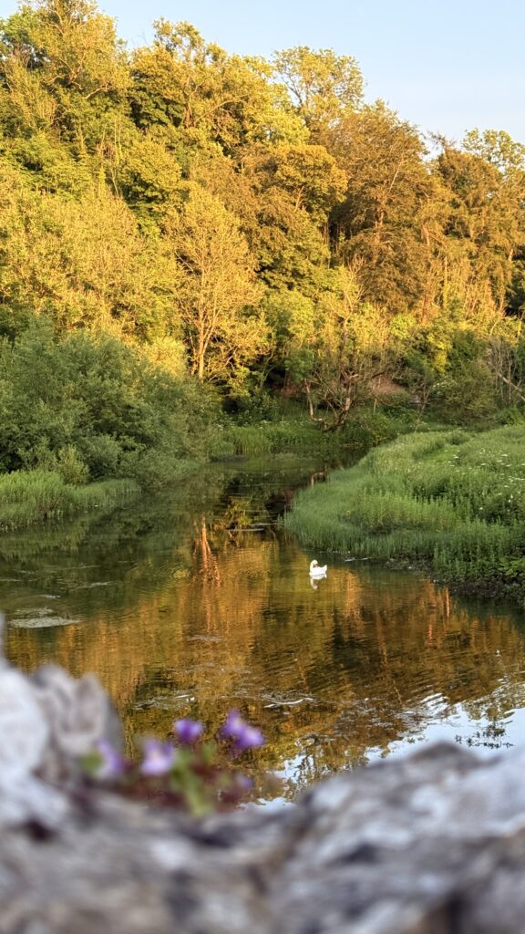 Golden hour along the Lathkill Dale, with the river and trees in the background