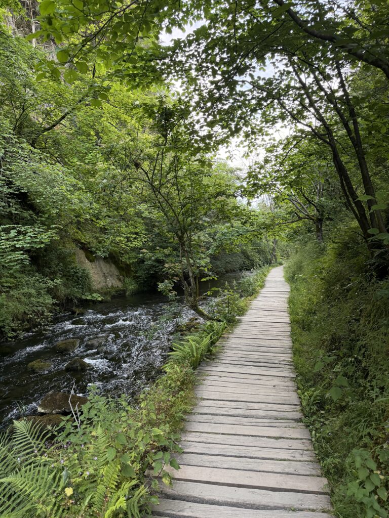 Wooden boardwalk to the side of the river Dove, lush greenery surrounds