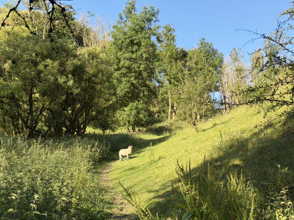 Quiet valley in the Peak District, in golden sunlight with a lone sheep on the path