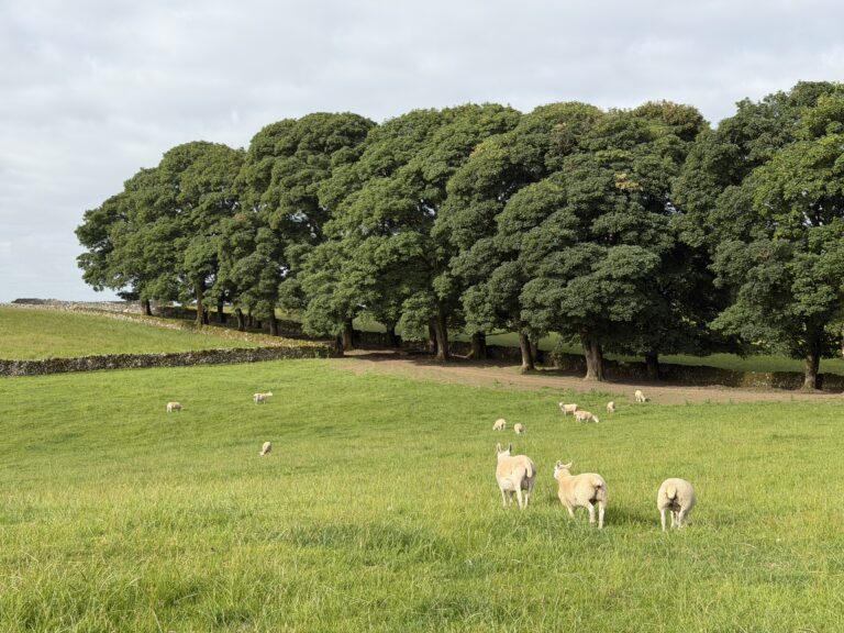 Large tree fence line, stone walls and sheep grazing