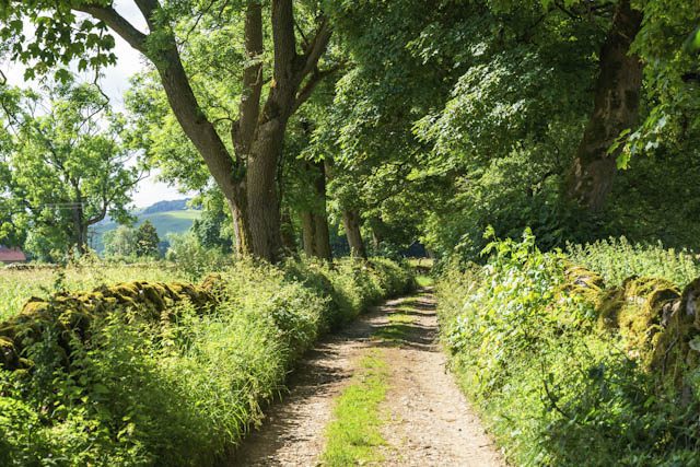 Country lane lined with large trees and stone walls covered with nettles