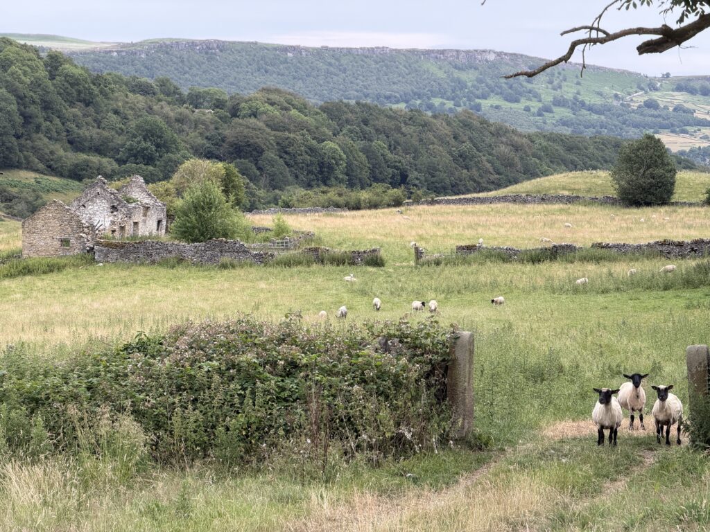 3 lambs in a gateway between dry stone walling and a dilapidated barn in the background