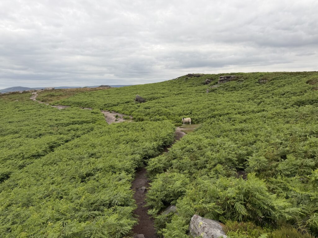 Sheep on the path between lots of lush green bracken