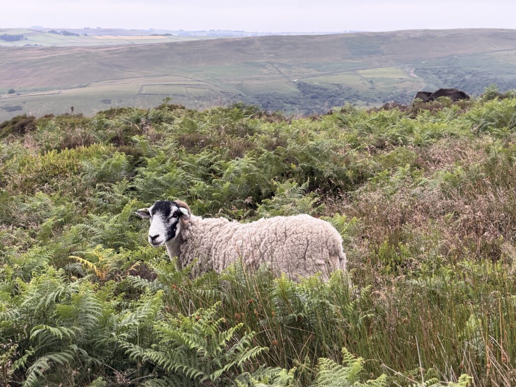 A horned sheep in the bracken with views over the nearby countryside