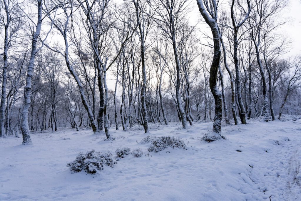 Snowy woodlands scene in the morning light at Cratcliffe Tor