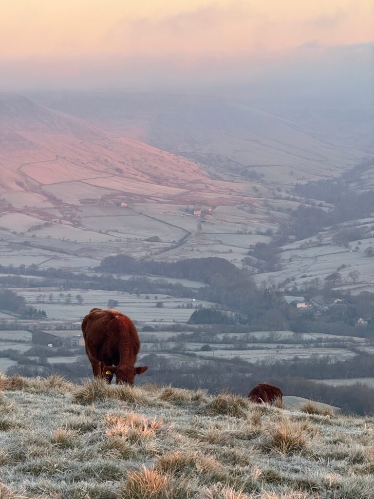 Frosty sunrise view on back tor towards the Edale Valley with cows grazing