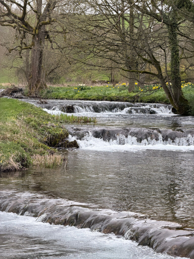 A number of weirs along the Lathkill Dale, daffodils at the riverside