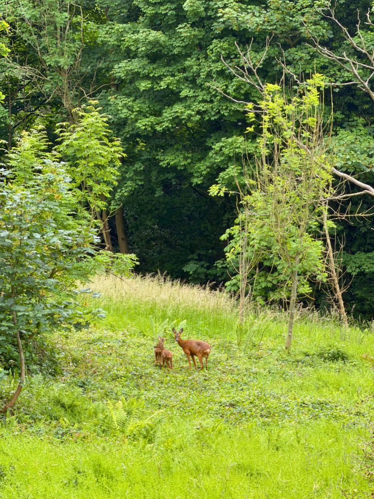 Mother deer and twins in the countryside surrounded by trees