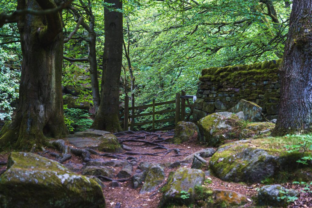 Through the trees looking towards the fence at Padley Gorge