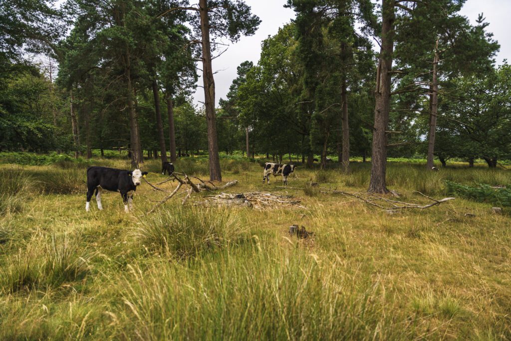 Cows just off the path on the Longshaw Estate