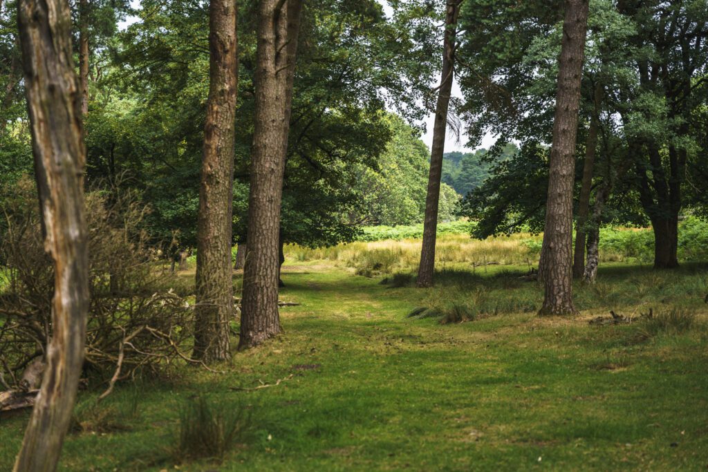Woodland path through the trees
