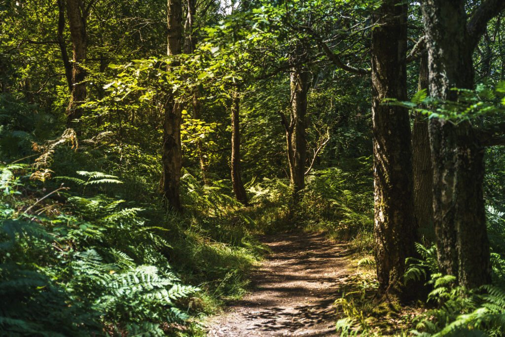 Beautiful woodland scene through the trees on the Longshaw Estate