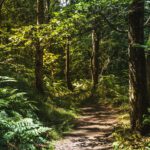 Padley Gorge – Ancient Woodland Walk From Grindleford Station