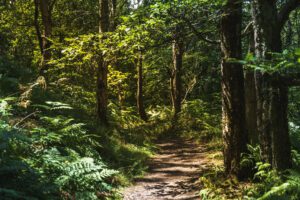 Padley Gorge – Ancient Woodland Walk From Grindleford Station
