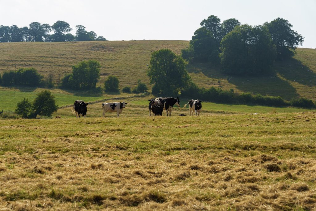Cows on pasture with rolling hills and green countryside behind