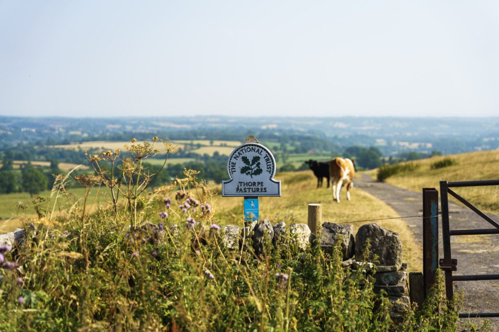Thorpe Pastures over stone wall with cows grazing behind