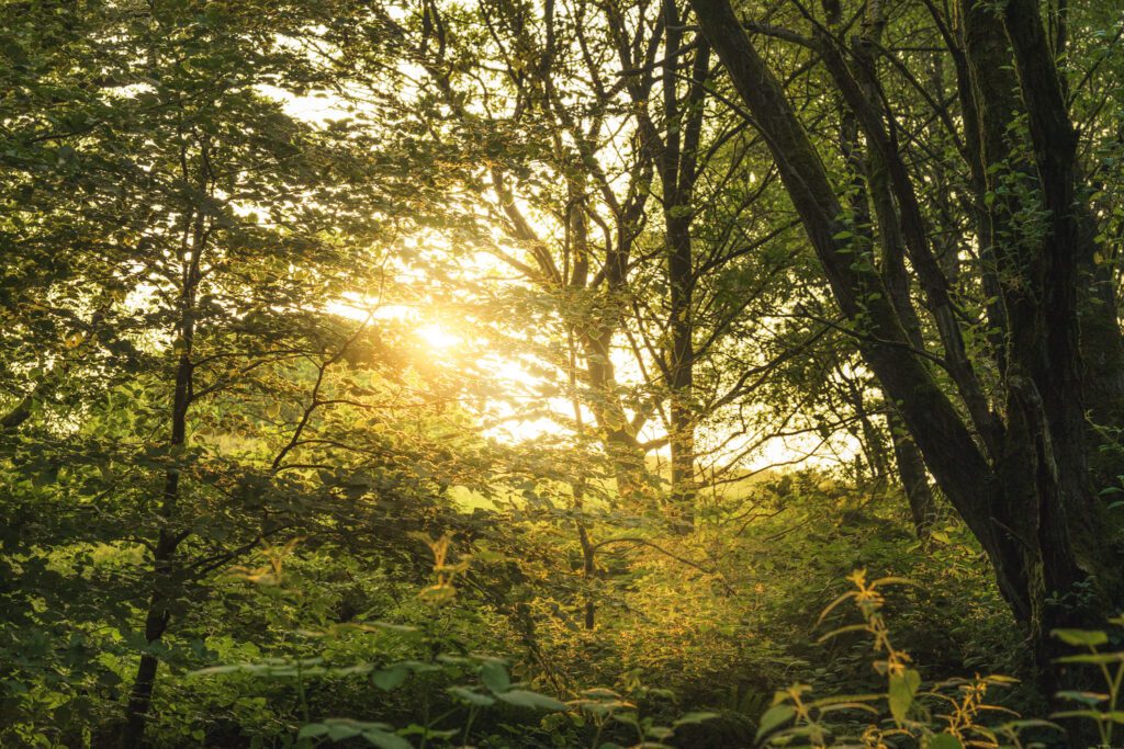 Golden Hour through the trees on Stanton Moor
